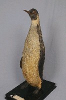 Emperor Penguin Collection Image, Figure 6, Total 11 Figures